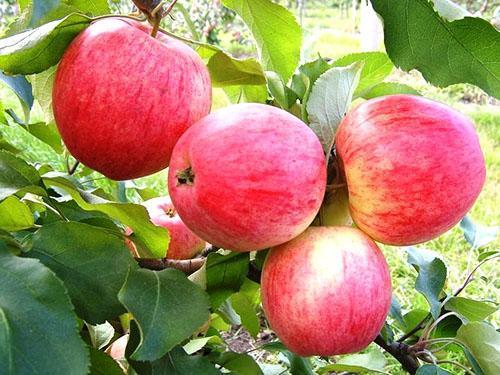 Variedades de manzanas Early aloe