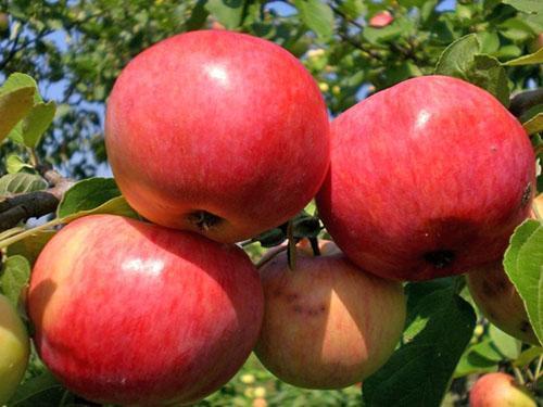 Variedades de frutas pera de Moscú