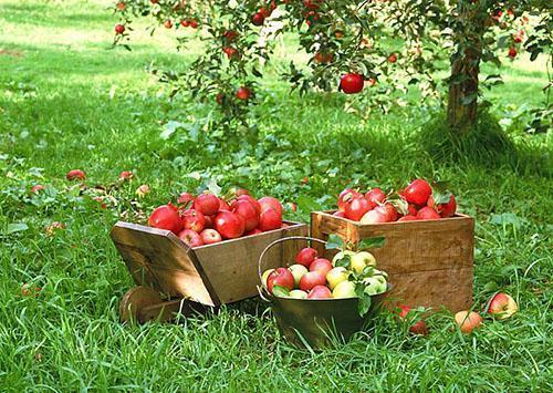 Récolte des pommes précoces