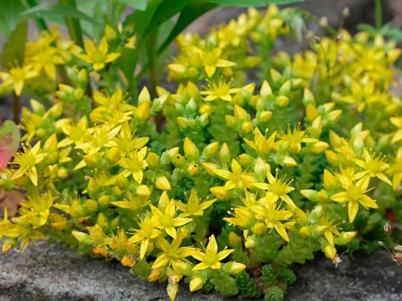 sedum âcre