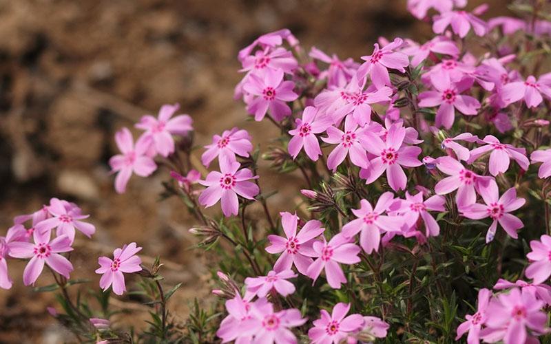 plantas perennes resistentes a la sequía para lugares soleados