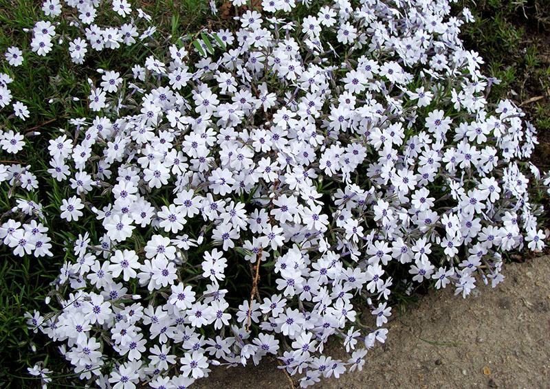 phlox bavière