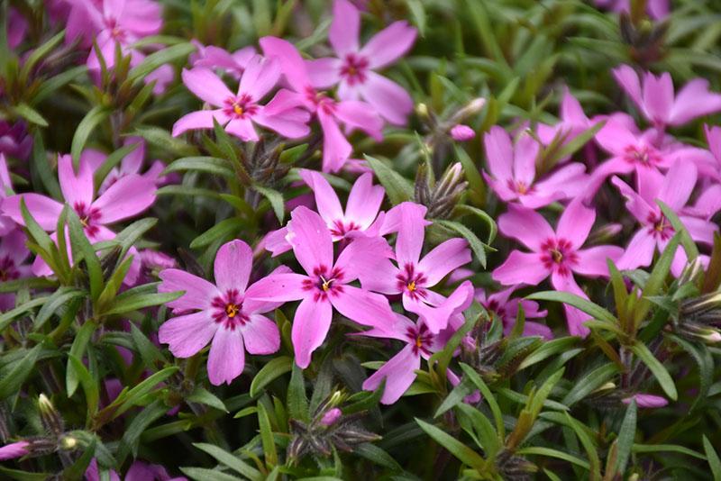 phlox carmesí belleza