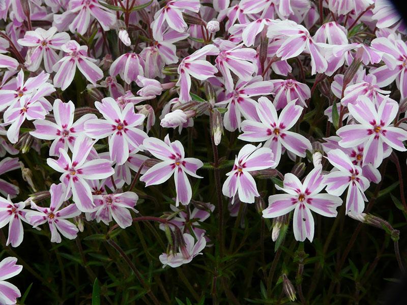 Rayures Bonbons Phlox