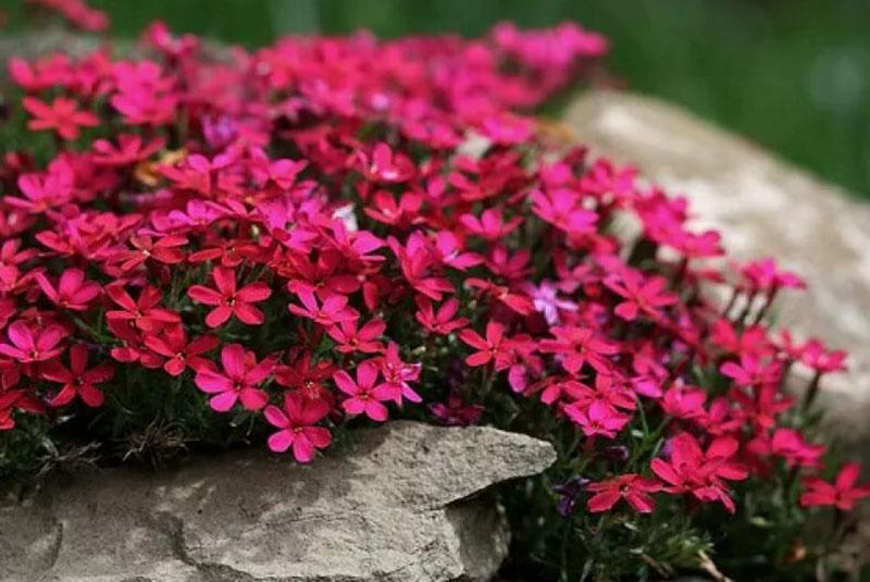 Ailes rouges phlox