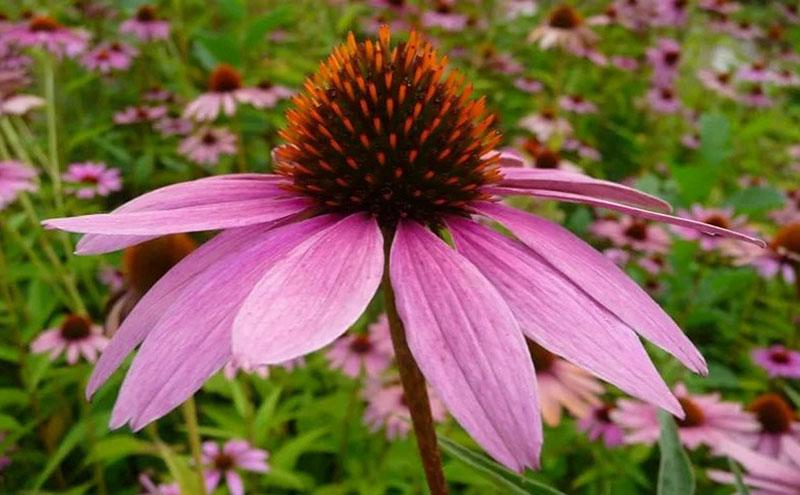 echinacea purpurea