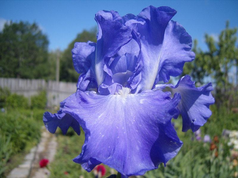 iris victoria falls