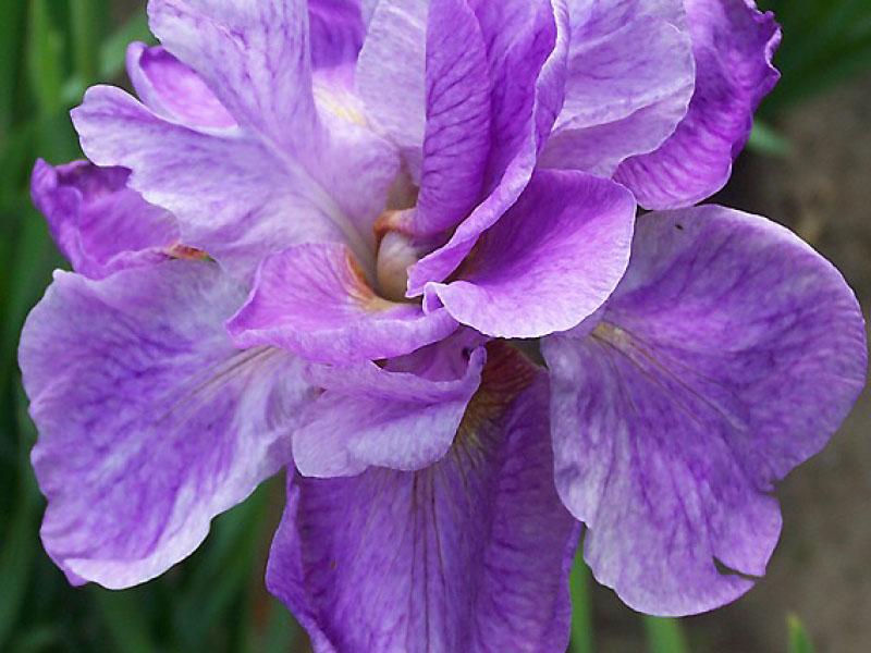 iris opale royale