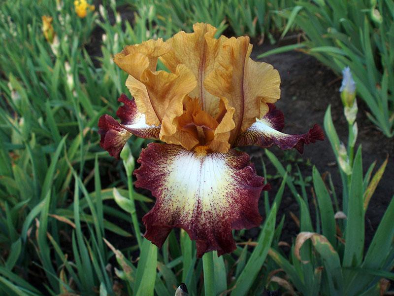 iris flamenco