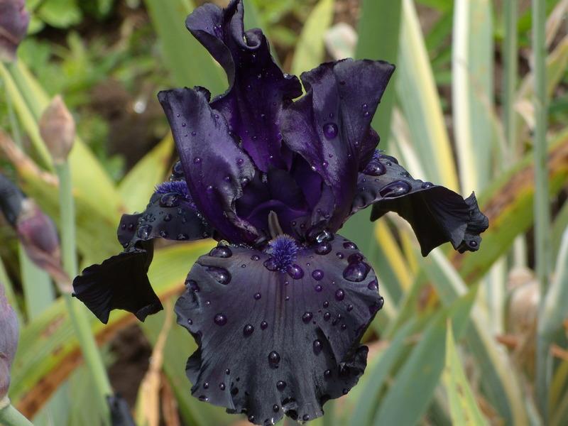 iris negro dragón