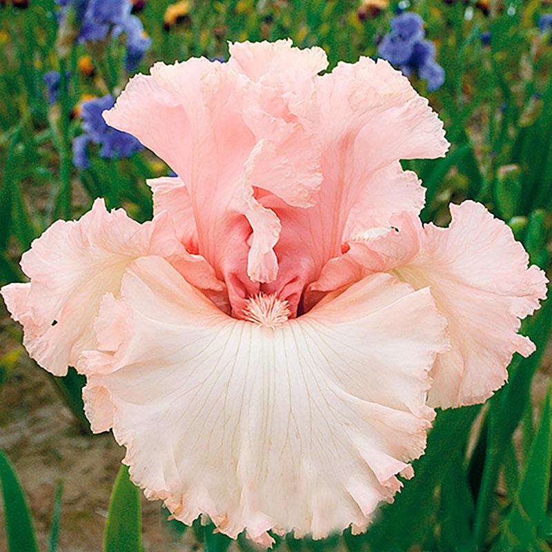 glace rose iris