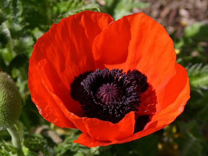 allegro coquelicot