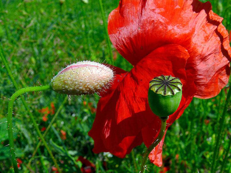 coquelicot olympique