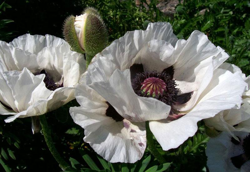 coquelicot fatima