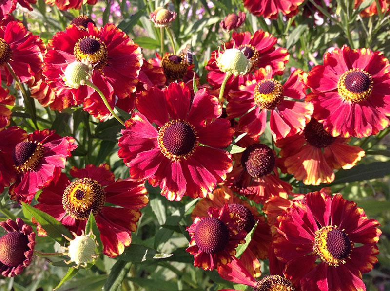 helenium katarina