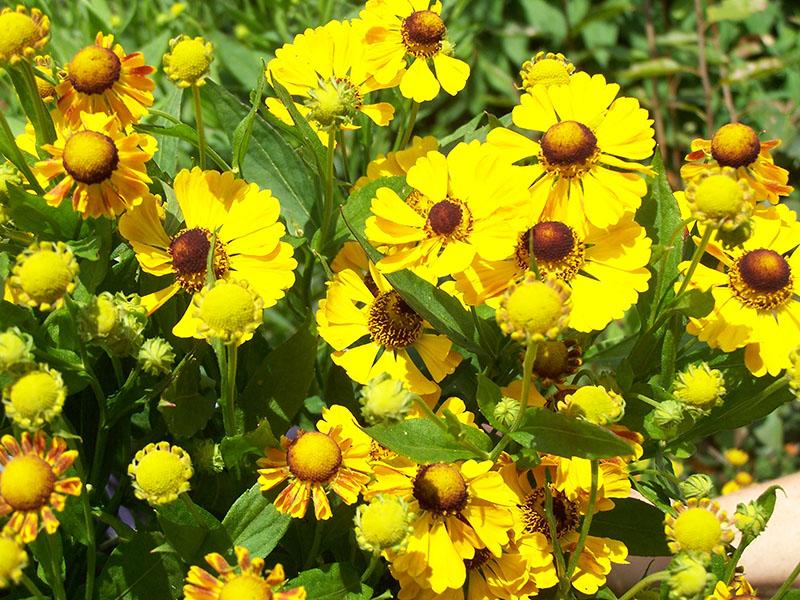 helenium or septembre