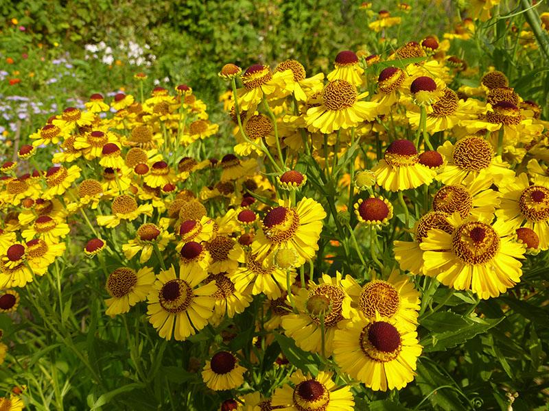 helenium altgold