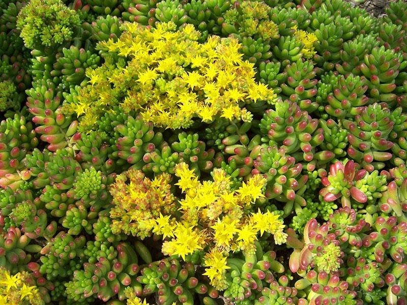 sedum cubierta vegetal