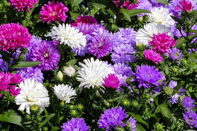 asters para una cama de jardín