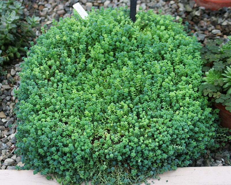 sedum de hojas gruesas