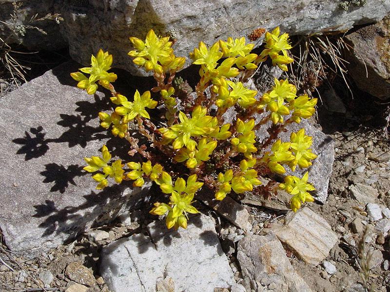 sedum lanceolado