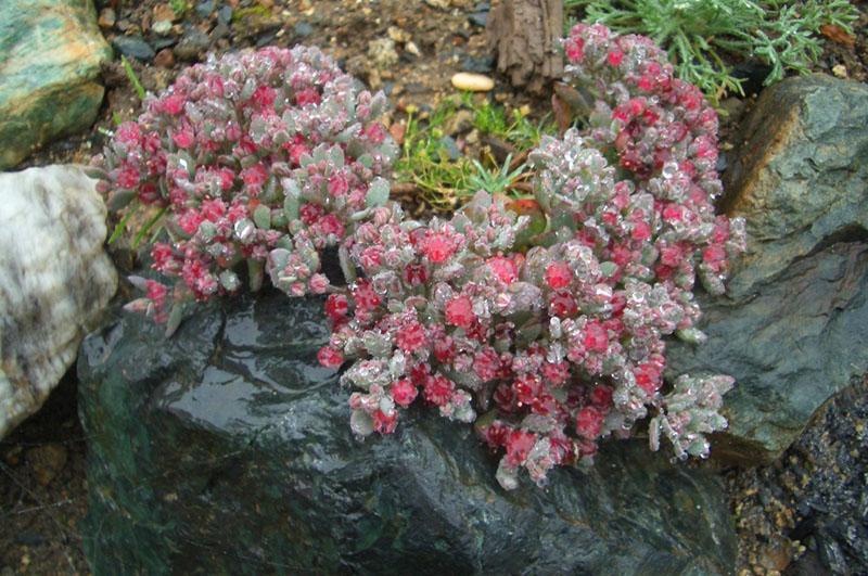 cultivo de piedra de varios tallos