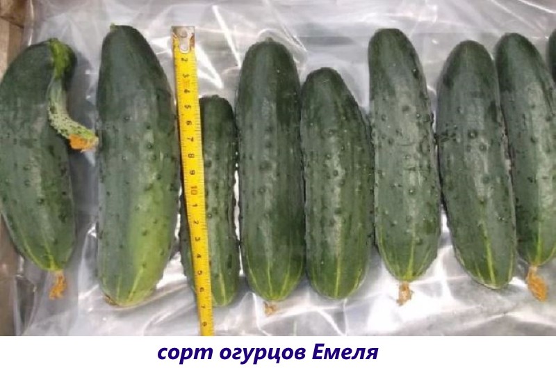 variedad de pepino emelya