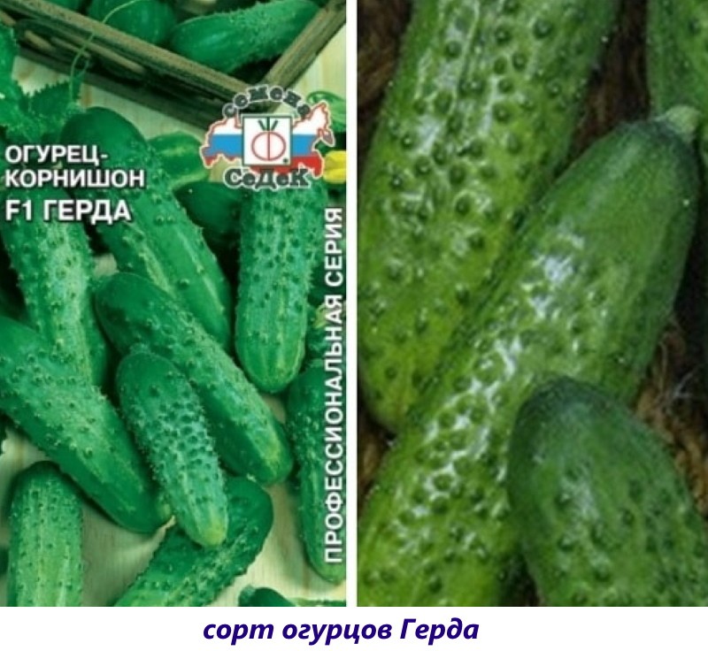 Variedad de pepino de Gerd