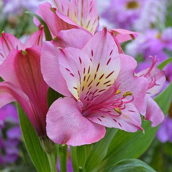 Variété Rose Alstroemeria