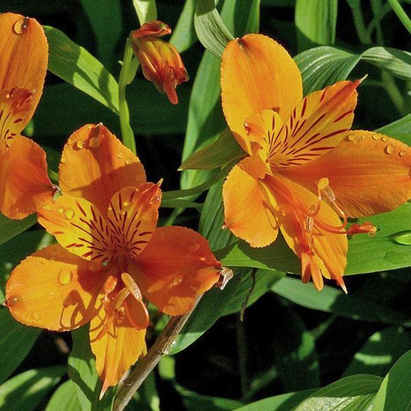 Alstroemeria Orange King