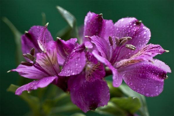 Variedad de alstroemeria violeta