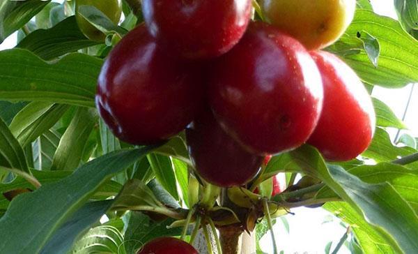 variedad exótica