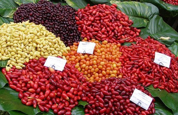 bayas de cornejo de diferentes colores