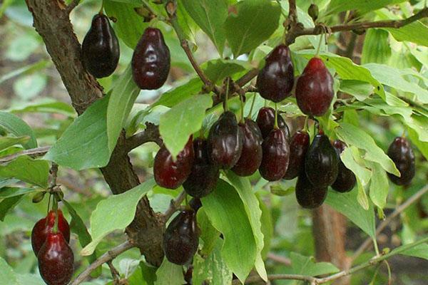 variedad Semyon
