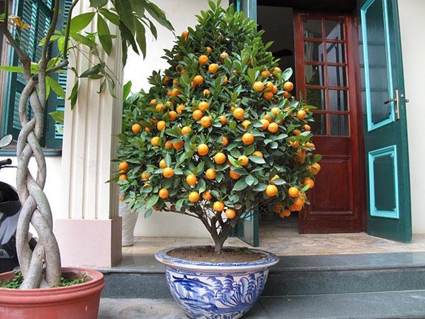 kumquat sur la terrasse