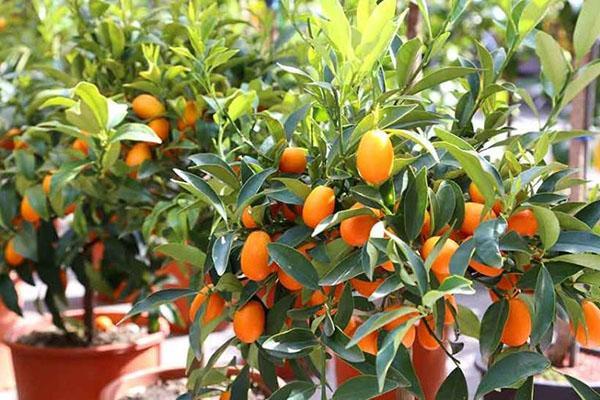 kumquat en maceta