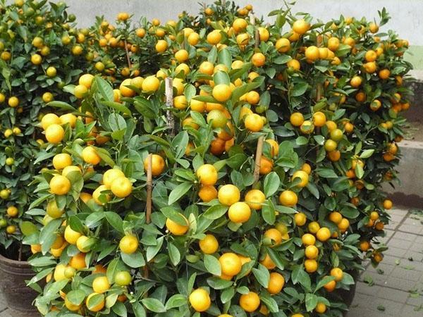 kumquat marumi