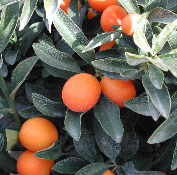 kumquat maiva