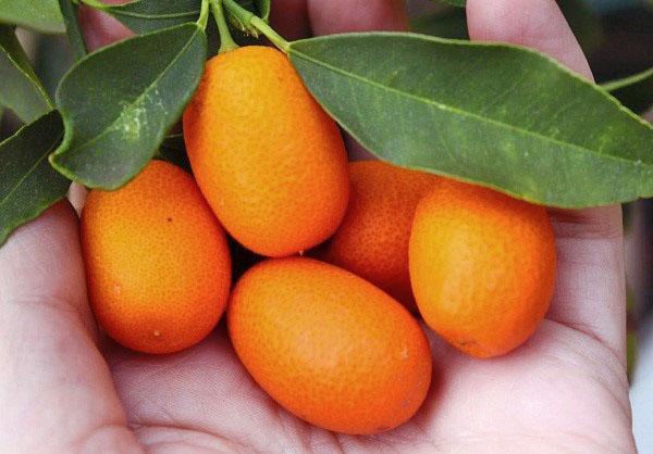 kumquat nagami