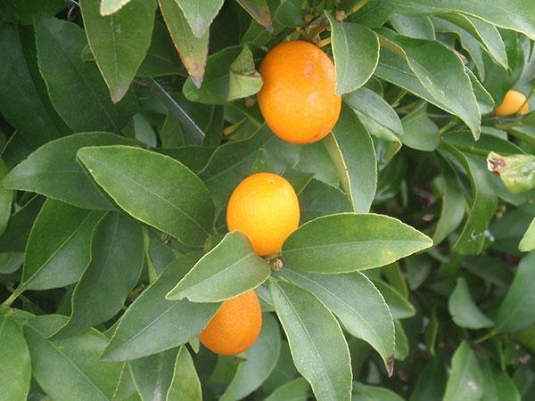 malais kumquat