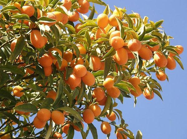 variétés de kumquat