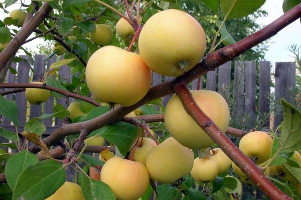 manzanas para casas de verano en Siberia