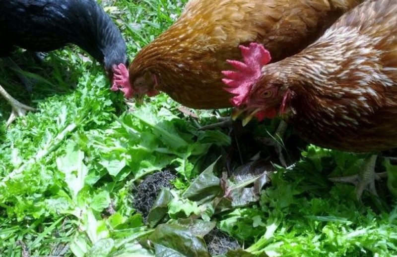 l'euphorbe ésule est nocive pour les poulets