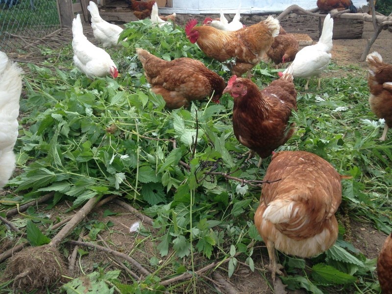 que pasto se le puede dar a las gallinas