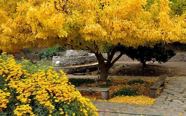 beauté époustouflante du ginkgo