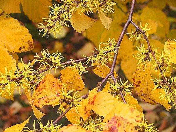 hamamélis en automne