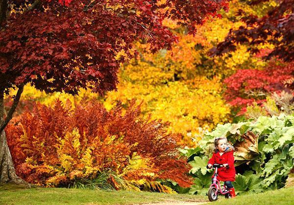 plantes pour jardin d'automne