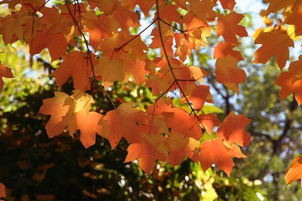érable à sucre en automne