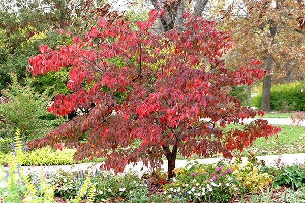Derain Kousa en automne