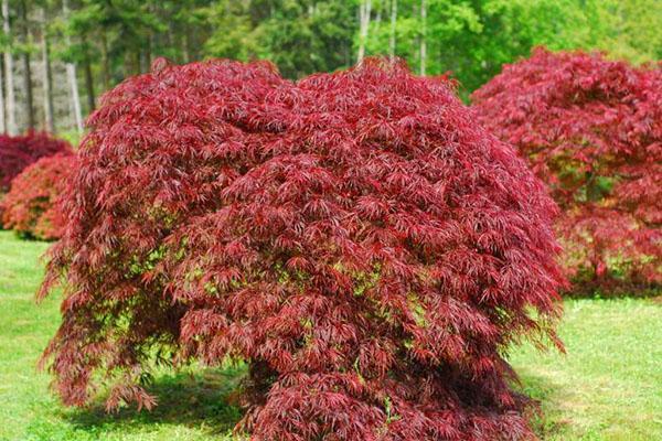 érable japonais dans le jardin d'automne